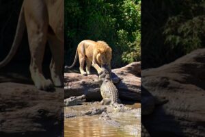 Lion vs Crocodile: Battle for the River! 🦁🐊 #youtubeshorts #animals #fight #shorts