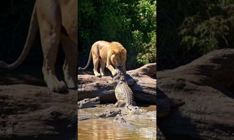 Lion vs Crocodile: Battle for the River! 🦁🐊 #youtubeshorts #animals #fight #shorts