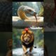 Lion vs Wild Animals | Brutal Animal Battles You Can’t Miss! #shorts