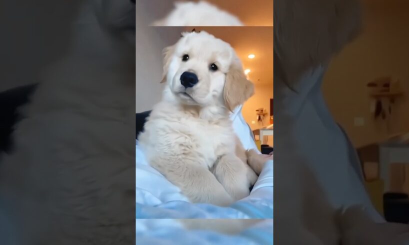 Little baby😍 #cute #puppies #trending