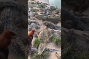 Live Chicken feeding to Crocodiles 👀