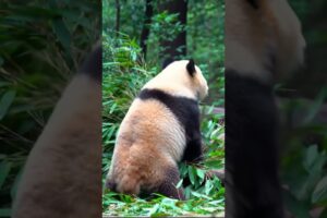 Live to Eat, funny big head panda playing so cute❤ #funny #panda #shorts #youtubeshorts
