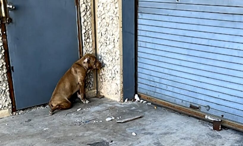 Lonely street dog's moving reaction to rescue
