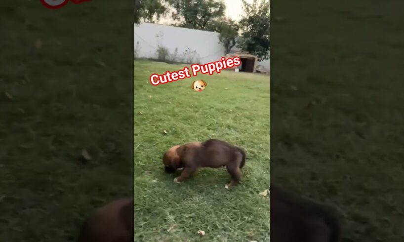 Look! Our cutest puppies crazy activities || So much energy in these tiny dogs #dog #pets #dance