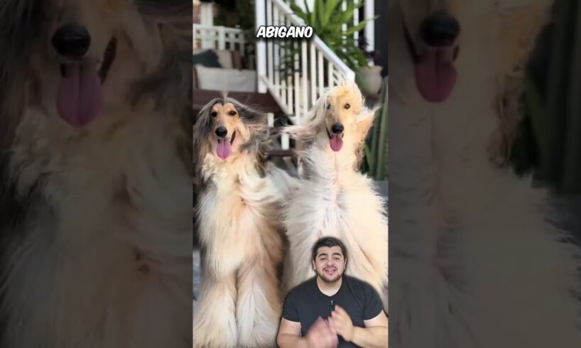 Los perritos mas guapos #cutedog #dogsofinstagram #dog #puppy #dogs #dogoftheday #youtubeshorts