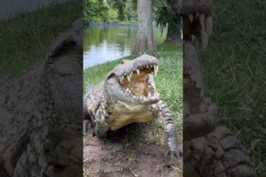 Lulu the Nile Crocodile‼️ #gatorland #nilecrocodile #crocodile