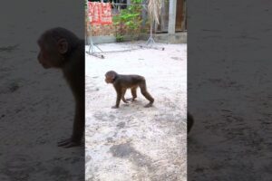MONKEY PLAYING AT HOME   #monkeysr #bae3 #babymonkey #animals #monkey
