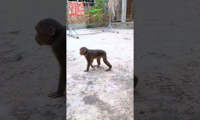 MONKEY PLAYING AT HOME   #monkeysr #bae3 #babymonkey #animals #monkey