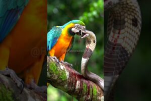 Macaw fights king cobra to defend itself. #animals #nature #forest #shorts