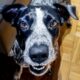 Mama Dog Does Everything To Save Her 7 Puppies | Cuddle Buddies