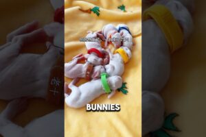Man Accidentally Brought Home 58 Baby Bunnies❤️#bunny #rabbit #cute