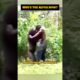 Man vs. Chimpanzee: The Ultimate Battle of Strength!