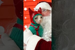 Marshall meets Santa…again🎅🏻 #shorts #pets #cats #sphynx