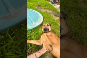 Maybe I’m bias but she is the cutest puppy ever