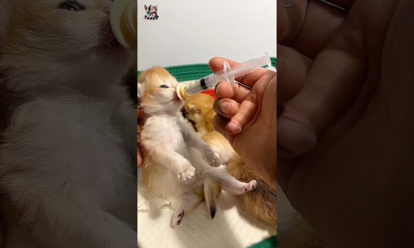 #Milking of beautiful little kitten#activity #playing #funny #cutecat #how #pets #animals