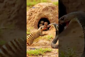 😱 Mongoose Fights Snake to Save Its Babies | Epic Wildlife Battle #mongoose#snake#fight