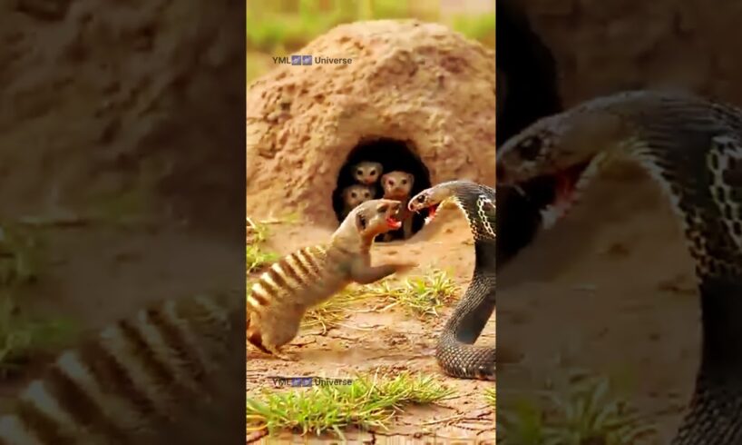 😱 Mongoose Fights Snake to Save Its Babies | Epic Wildlife Battle #mongoose#snake#fight