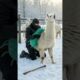 ⚠️Monster Terror on the Farm – Llama Rescue! #animalrescue