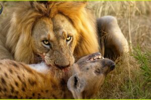 Most Ruthless Animal Fights in The Wild Ever Caught On Camera | Animal Fights