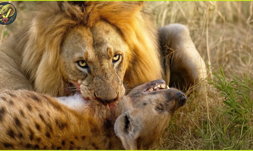 Most Ruthless Animal Fights in The Wild Ever Caught On Camera | Animal Fights