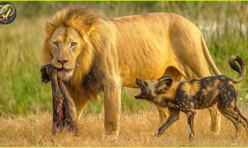 Most Savage Animal Fights in The Wild Ever Recorded | Animal Fights