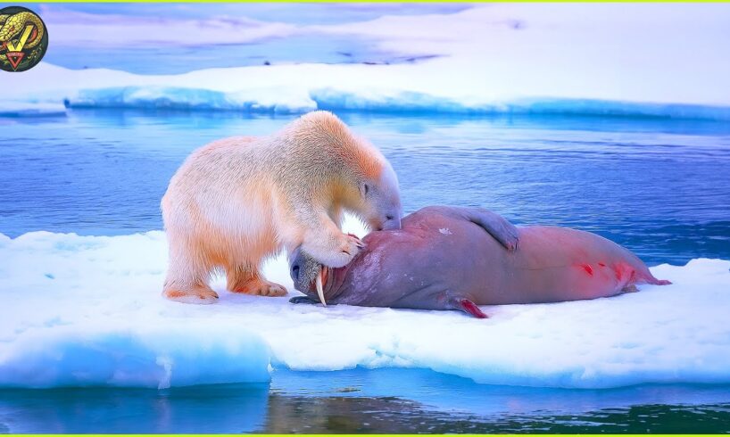 Most Terrifying Attacks of Bear Ever Caught On Camera | Animal Fights