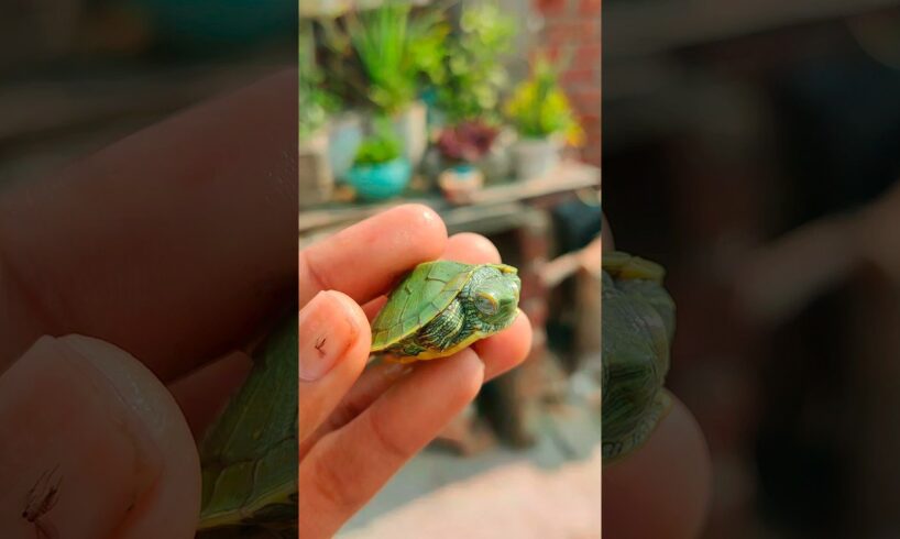 My little turtle's 🐢 daily routine #redearedsliderturtle