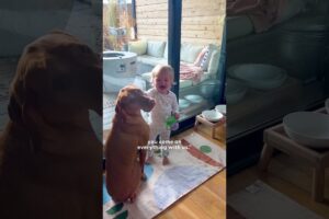 Neglected Senior Dog Learns To Be Part Of A Family | The Dodo