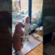 Neglected Senior Dog Learns To Be Part Of A Family | The Dodo