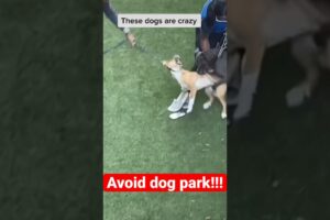 Never take your dogs to the dog park #dogfight #doglover #becareful #shorts