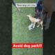 Never take your dogs to the dog park #dogfight #doglover #becareful #shorts