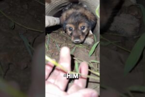“Nobody Wants Me💔”Man Risked Sewage For Puppy❤️#puppy #animalshorts #animalrescue