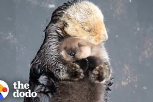 Otter Moms Wrap Their Babies in Seaweed Blankets | The Dodo
