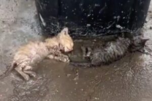 Passed out next to the trash can, the two poor exhausted kittens cried out weakly for help