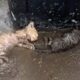 Passed out next to the trash can, the two poor exhausted kittens cried out weakly for help
