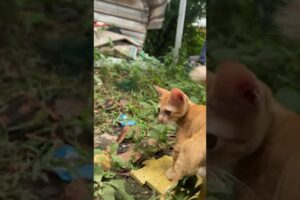 Play with 😍#cats #cuteanimal #cute #cutecat #cat #animals #catcat #sleep #catcute #kiki