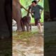 Playing with BABY Elephants😍🥰 #elephant #animals  #forest