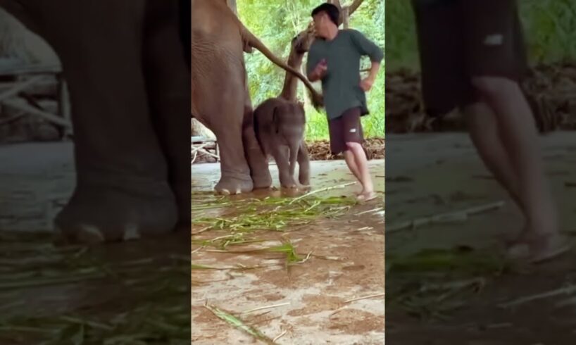 Playing with BABY Elephants😍🥰 #elephant #animals  #forest
