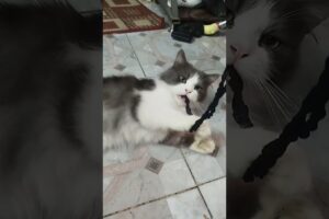 Playing with little Crybaby #cat #catvideos #pets #pet #animals #animal #viral #trending