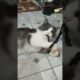 Playing with little Crybaby #cat #catvideos #pets #pet #animals #animal #viral #trending