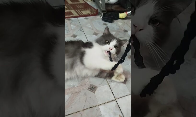 Playing with little Crybaby #cat #catvideos #pets #pet #animals #animal #viral #trending