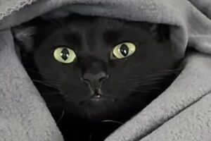 Polite rescue cat talks to mom so gently