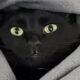 Polite rescue cat talks to mom so gently