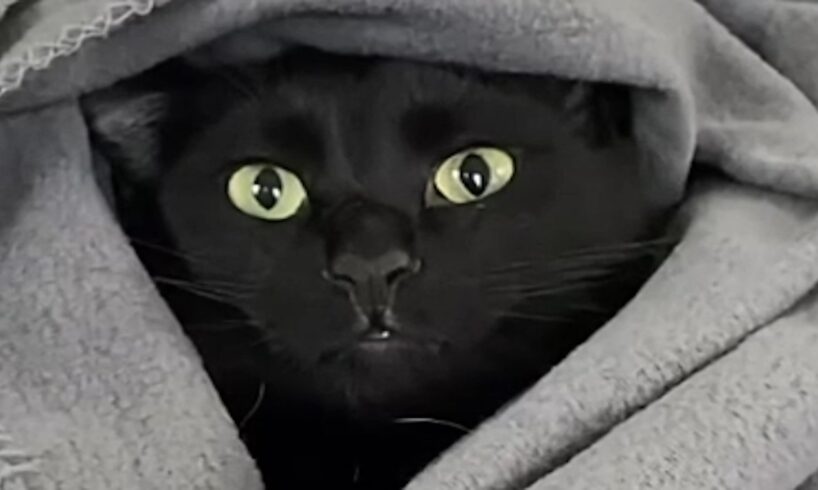 Polite rescue cat talks to mom so gently