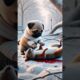 Poor pug was hurted by children,lovely squirrel rescued him#rescue #cute #animals #story #cuteanimal