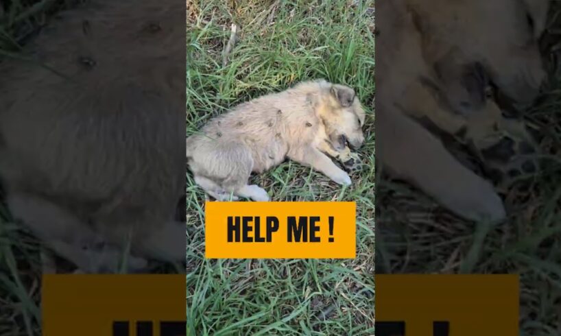 Poor stray dogs meet helpers #shorts  #rescue #rescueefforts #dogrescue #kindness #viral