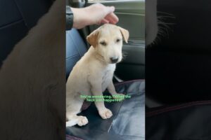 Puppy Dumped Near Busy Road Realizes She's In Luck | The Dodo