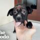Puppy No One Wanted Gets Rescued From The Rain | The Dodo