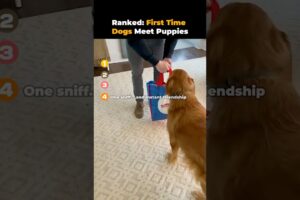 Ranked First Time Dogs Meet Puppies