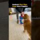 Ranked First Time Dogs Meet Puppies